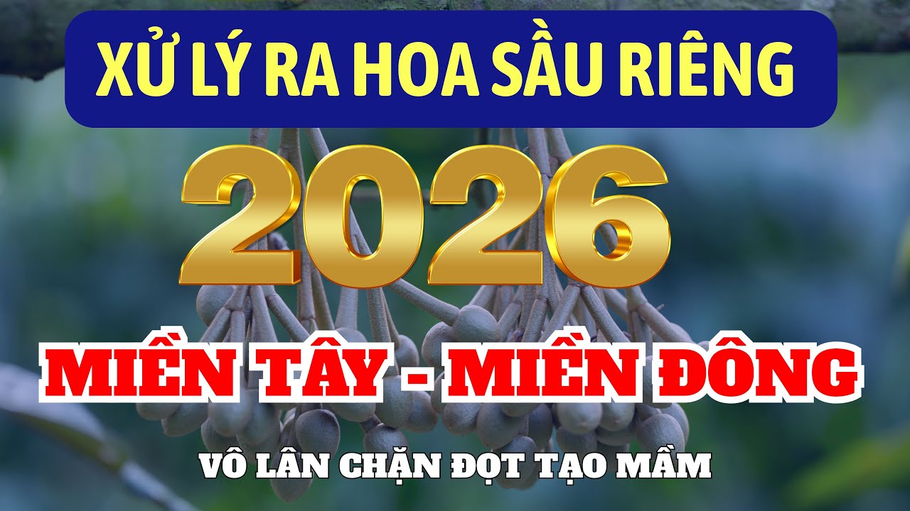 Thuận vụ năm 2026 | Xử l&yacute; ra hoa sầu ri&ecirc;ng Miền T&acirc;y - Miền Đ&ocirc;ng | V&ocirc; l&acirc;n chặn đọt tạo mầm