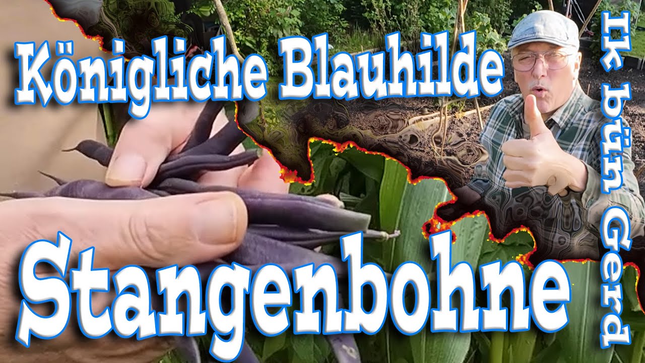 Blauhilde ist die Beste Stangenbohne