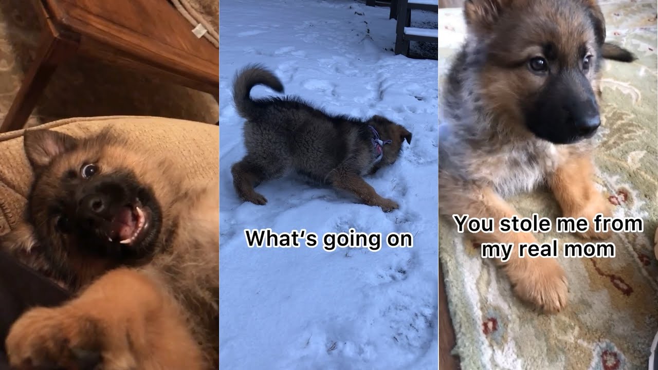 Funny And Cute German Shepherd Puppy Compilation