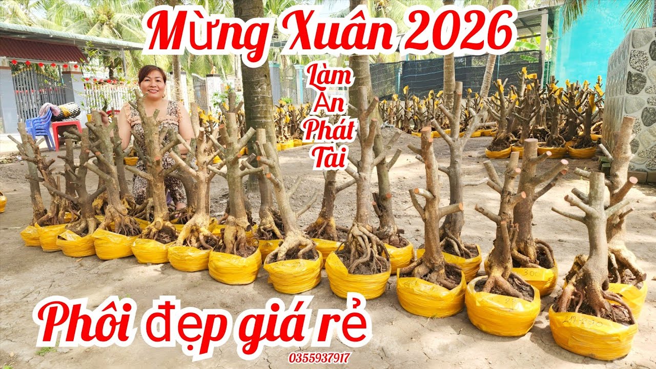 Mùng 4 Tết Chị Trang 0355937917 phôi mai bonsai  đẹp giá rẻ |MaivàngThanhTâm