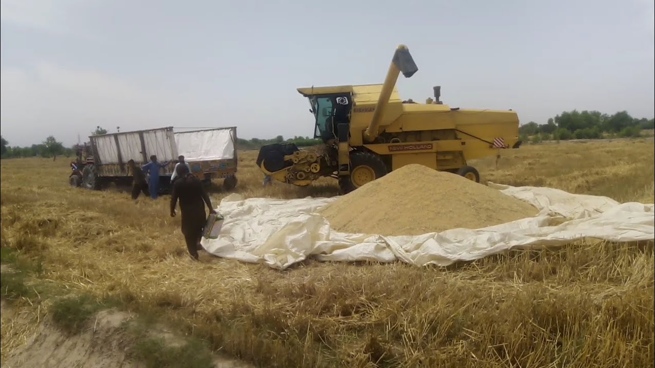 Harvester machine working video|New Holland combine harvester|modern agriculture|MAMO G tractor