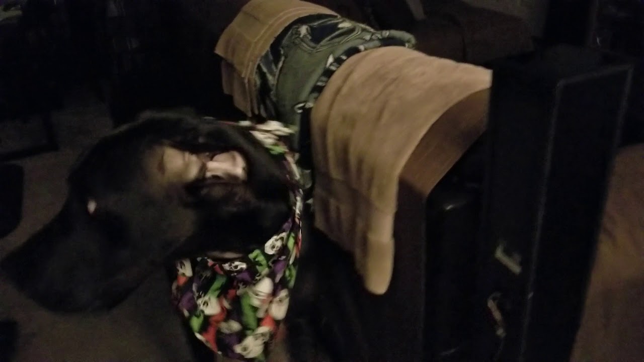 Spoiled Great Dane