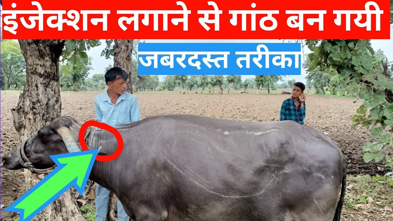 गाय भैंस में इंजेक्शन से बनी गांठ को कैसे ठीक करें || How to fix an injection lump ||