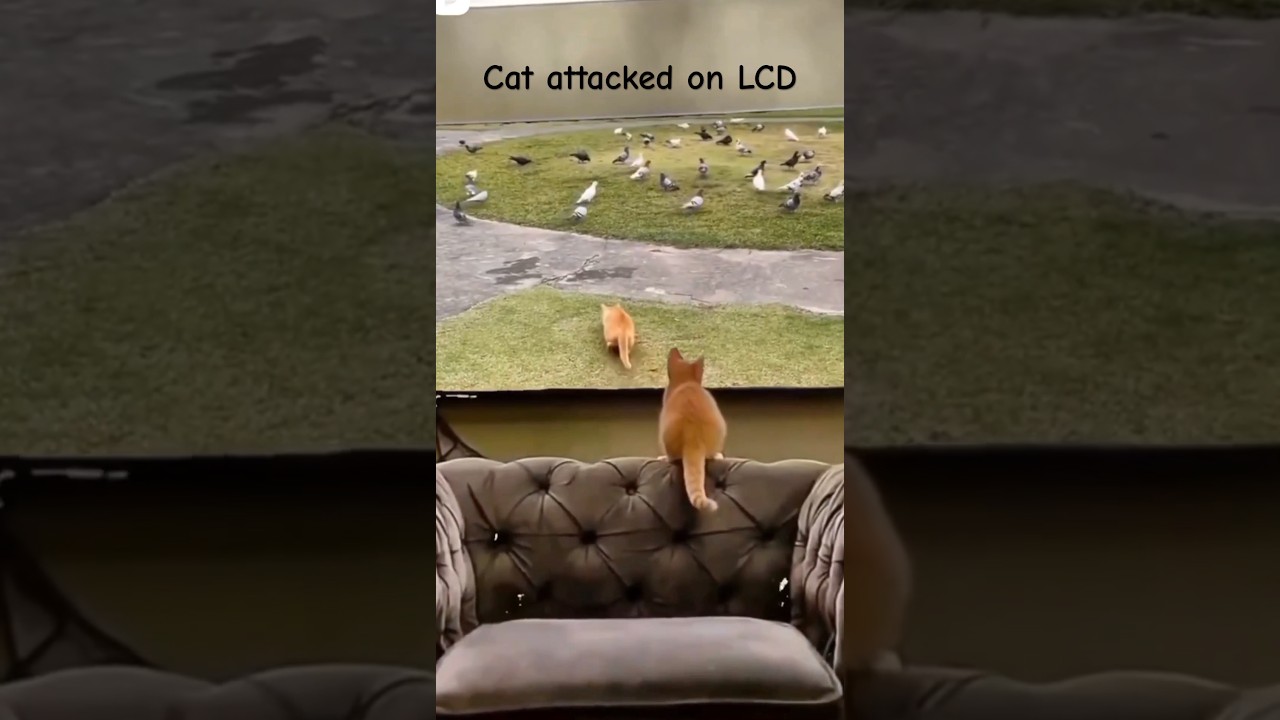 #cat #cats #catlover #funnycats #funny #viral #trending #reels #emotionaldamage #emotional #youtube