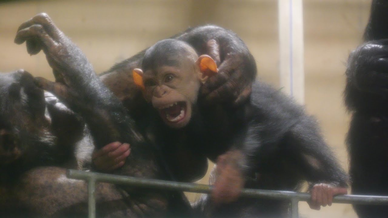 噛みつきベイビー エレン、ニナちゃん負けそう 😁　旭山動物園　チンパンジー　202410