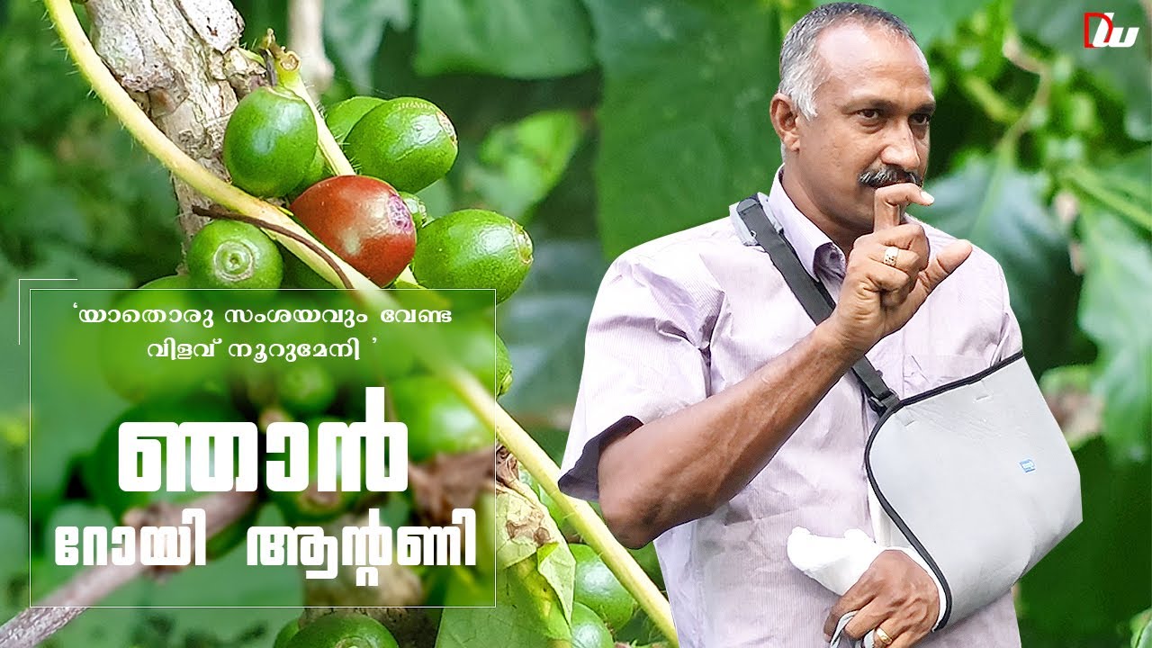 കാപ്പിച്ചെടിയിലെ കൂടുതൽ വരുമാനം /Farmer success story in malayalam/Roy’s coffee plantation