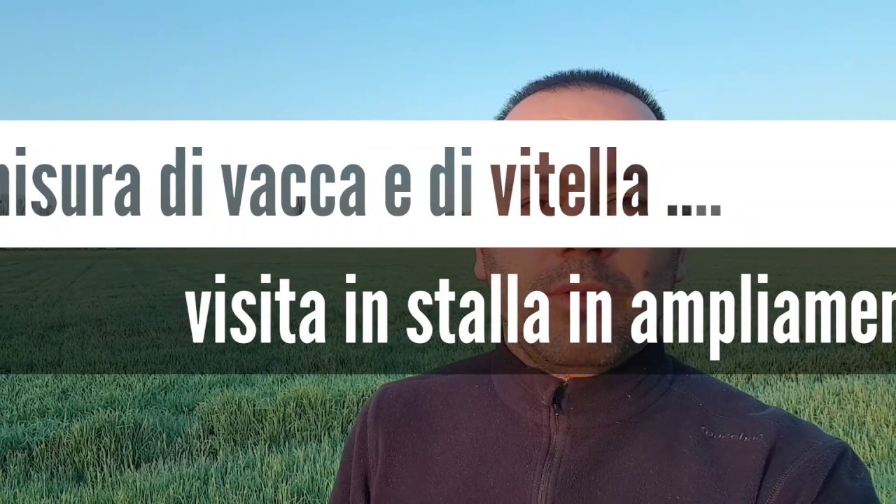 Stalla a misura di vacche e vitelli