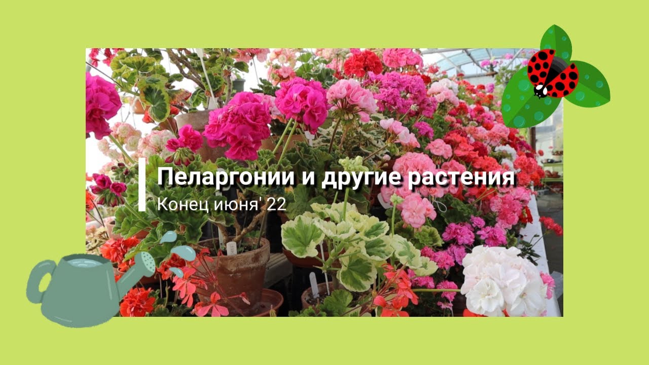 Пеларгонии и другие растения, конец июня '22