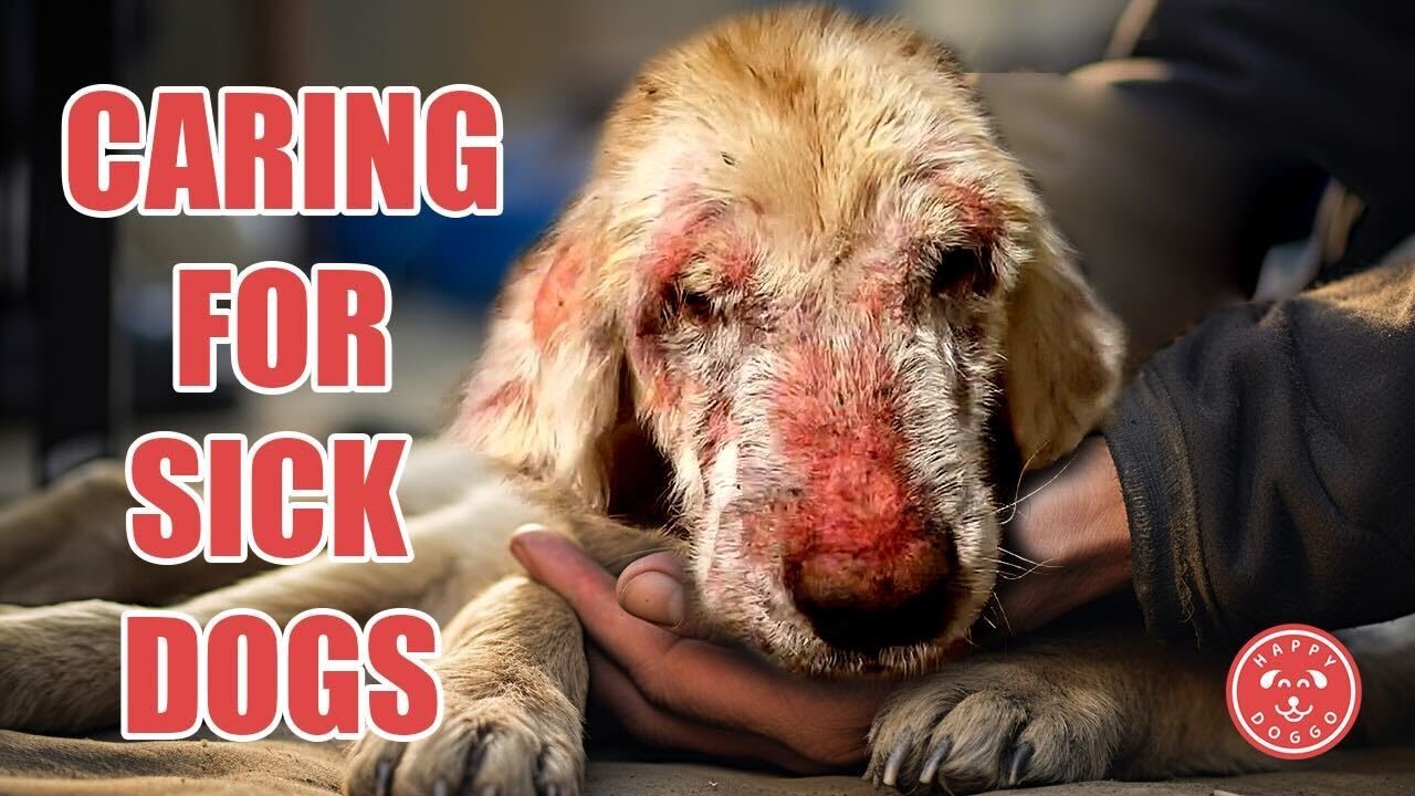 A behind the scenes look at what it's like to care for sick dogs and some intros to new arrivals