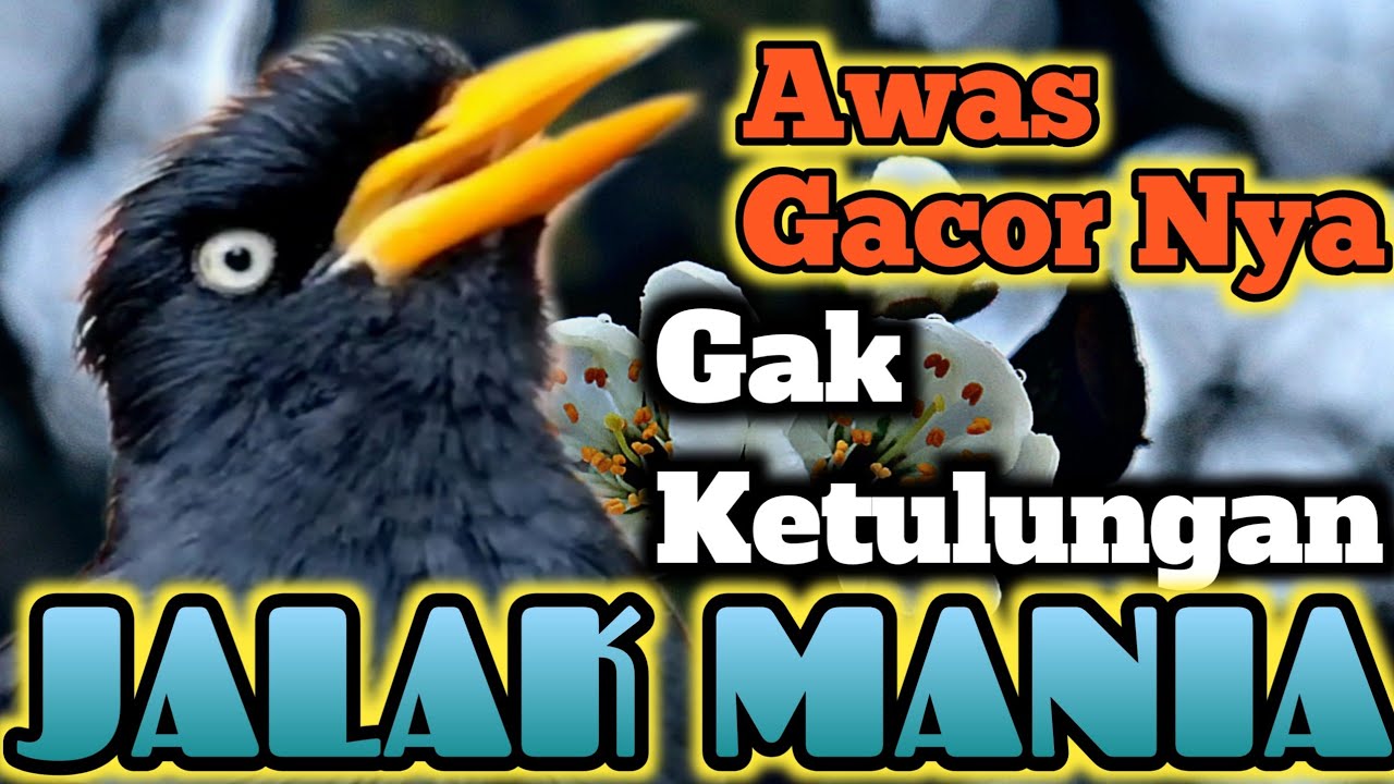 AWAS IKUT GACOR ‼️ MASTERAN JALAK KEBO GACOR terapi jalak malas bunyi