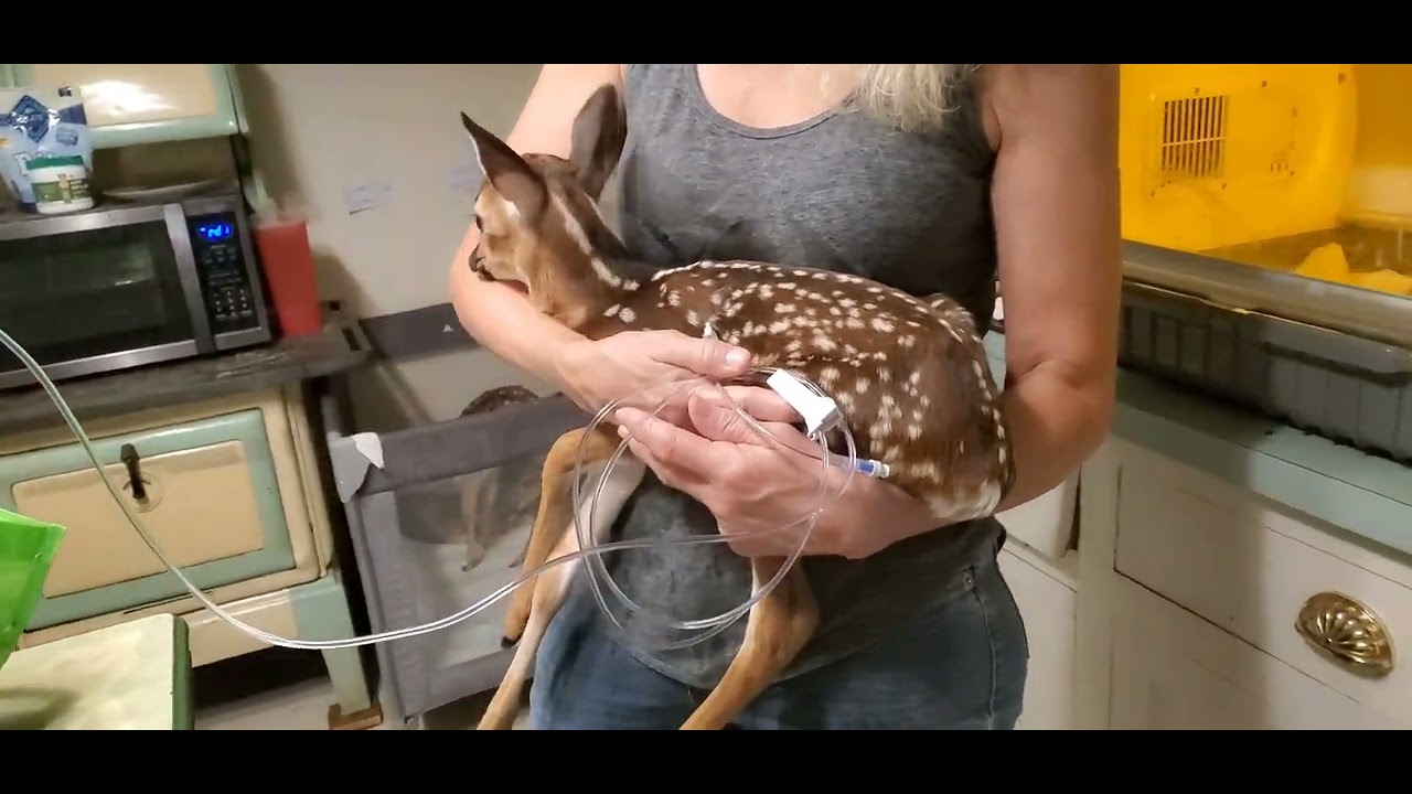 Orphaned Fawn Stayed with Dead Mom for two Days. #fawn #animals #wildlife #rescue