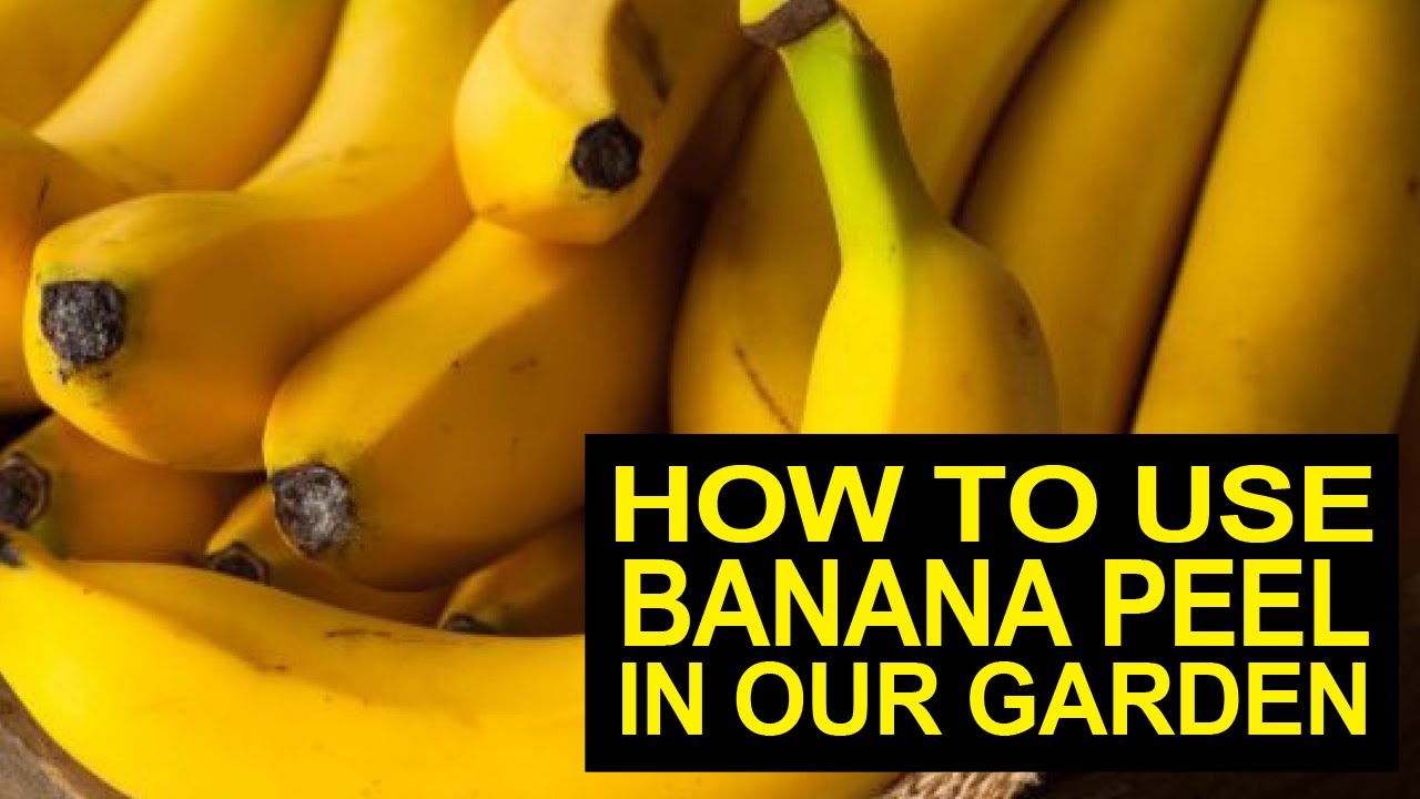 Paano Gamitin Ang Balat Ng Saging Sa Halaman I How To Use Banana Peel In Our Garden