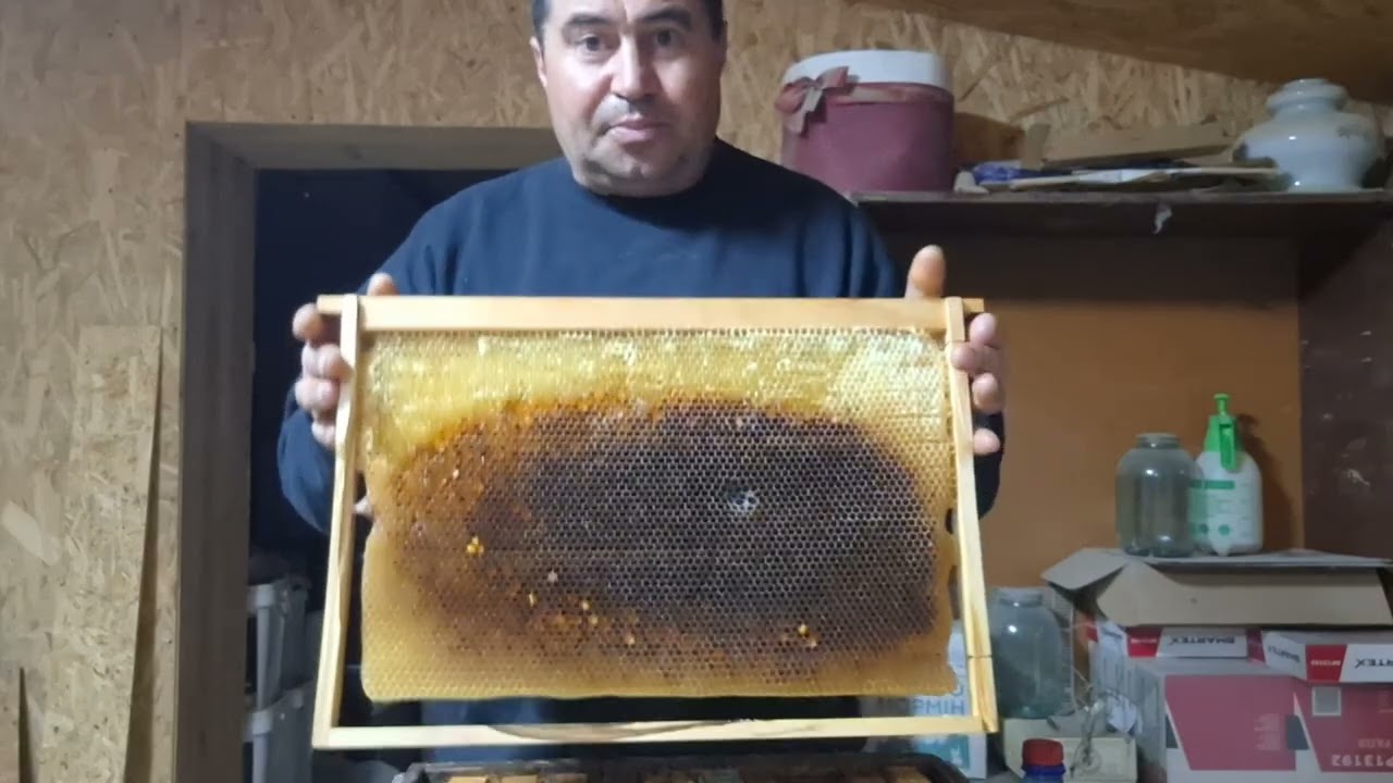 804.Pulivizare la alghini. Pamflet. 