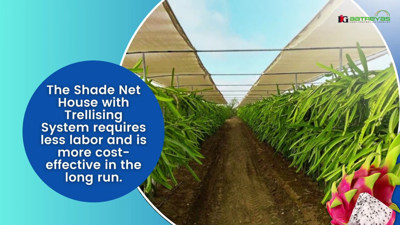Dragon Fruit Farming With Trellising & Shade Netting System
