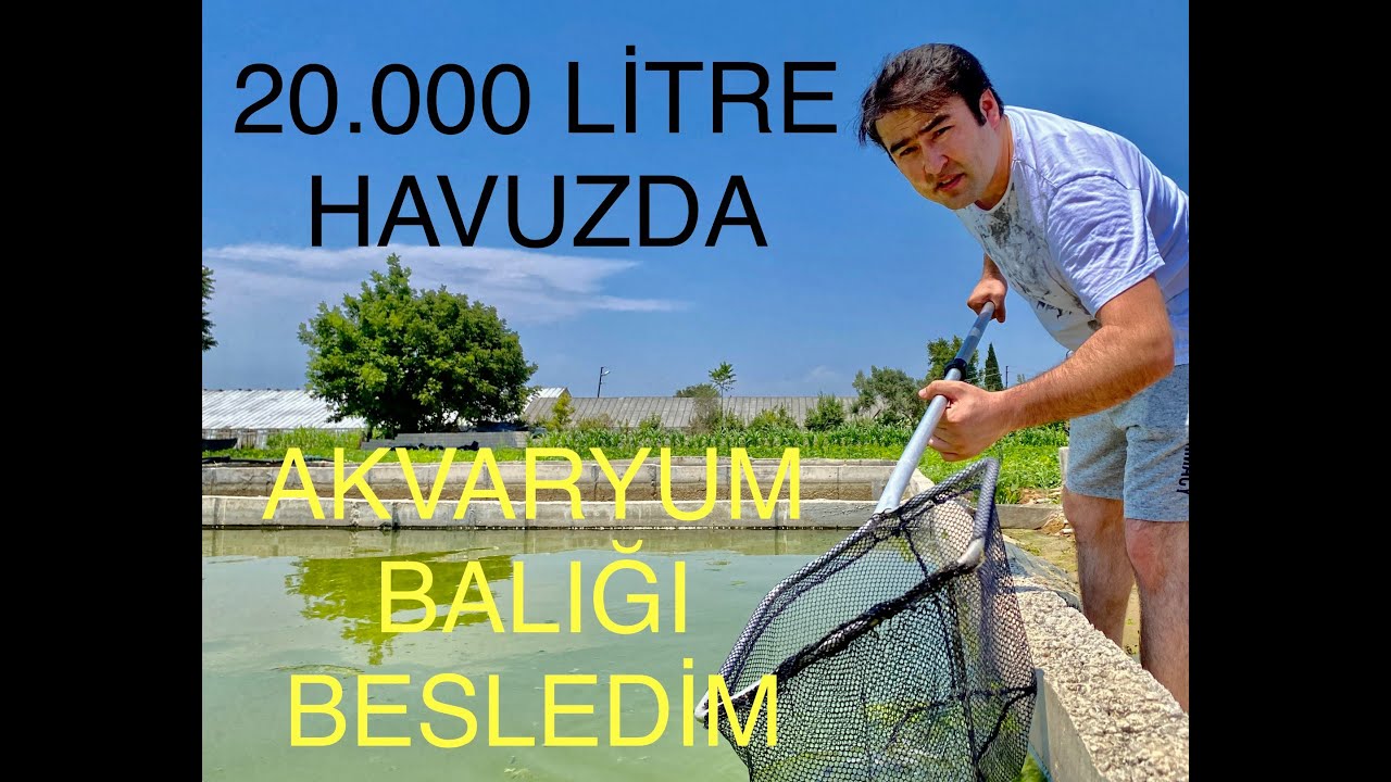 20.000 LİTRE HAVUZDA BÜYÜYEN BALIKLARIN DURUMU İNANILMAZ.(Akvaryum Balıkları Hızlı Büyür mü ? )