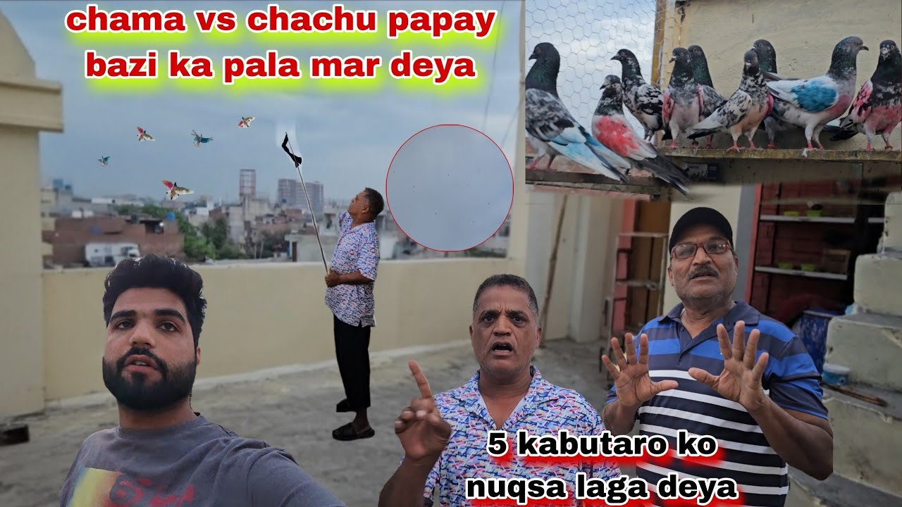 Chama vs chachu ki bazi ka pala mar deya😲nuqsa waly kabutar mosam kharab mai nikal deya