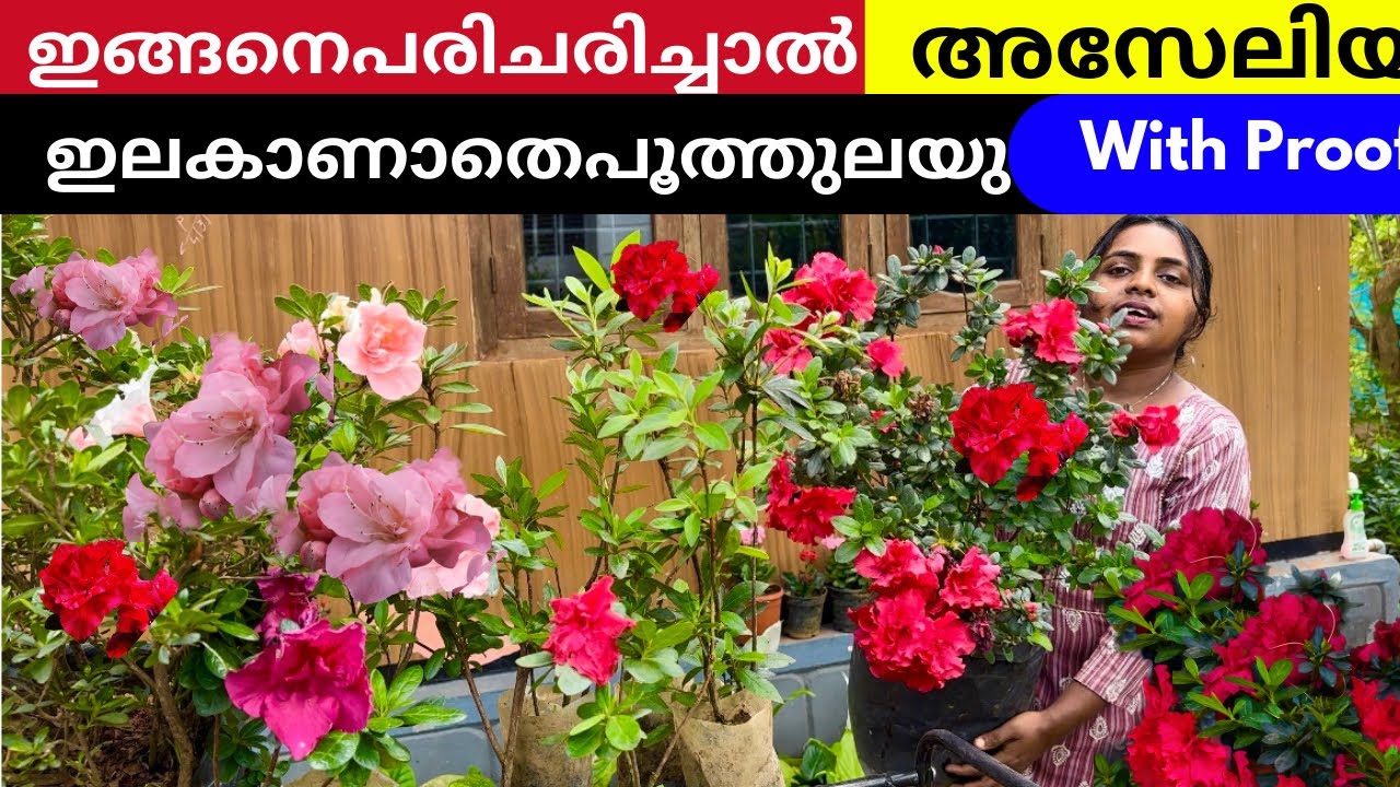 അസേലിയ ചെടിയുടെ ശരിയായ പരിചരണം ഇങ്ങനെ എന്റെ ചെടി കണ്ടു നോക്കൂ ❤️ Azelia Plant Care Tips Malayalam