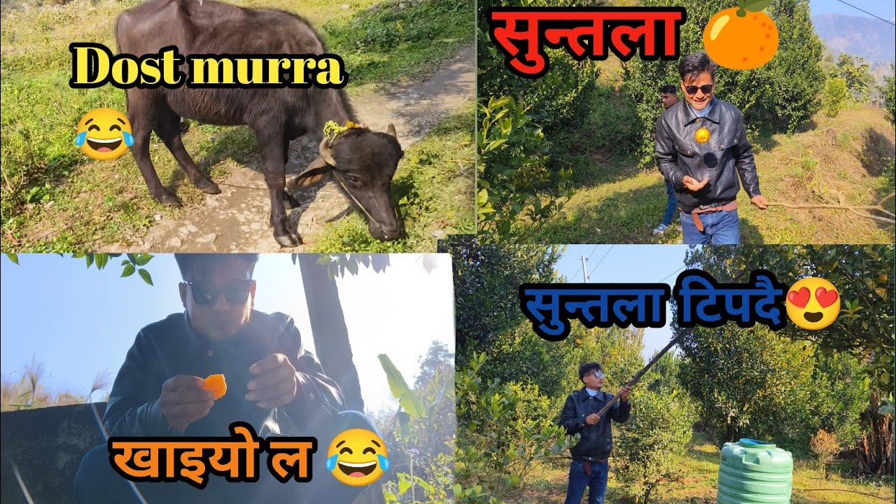 11 January 2026 सुन्तला 🍊बगनमा  सुन्तला टिपेर खानुको मजाइ छुट्टै छ नि guys😍😋