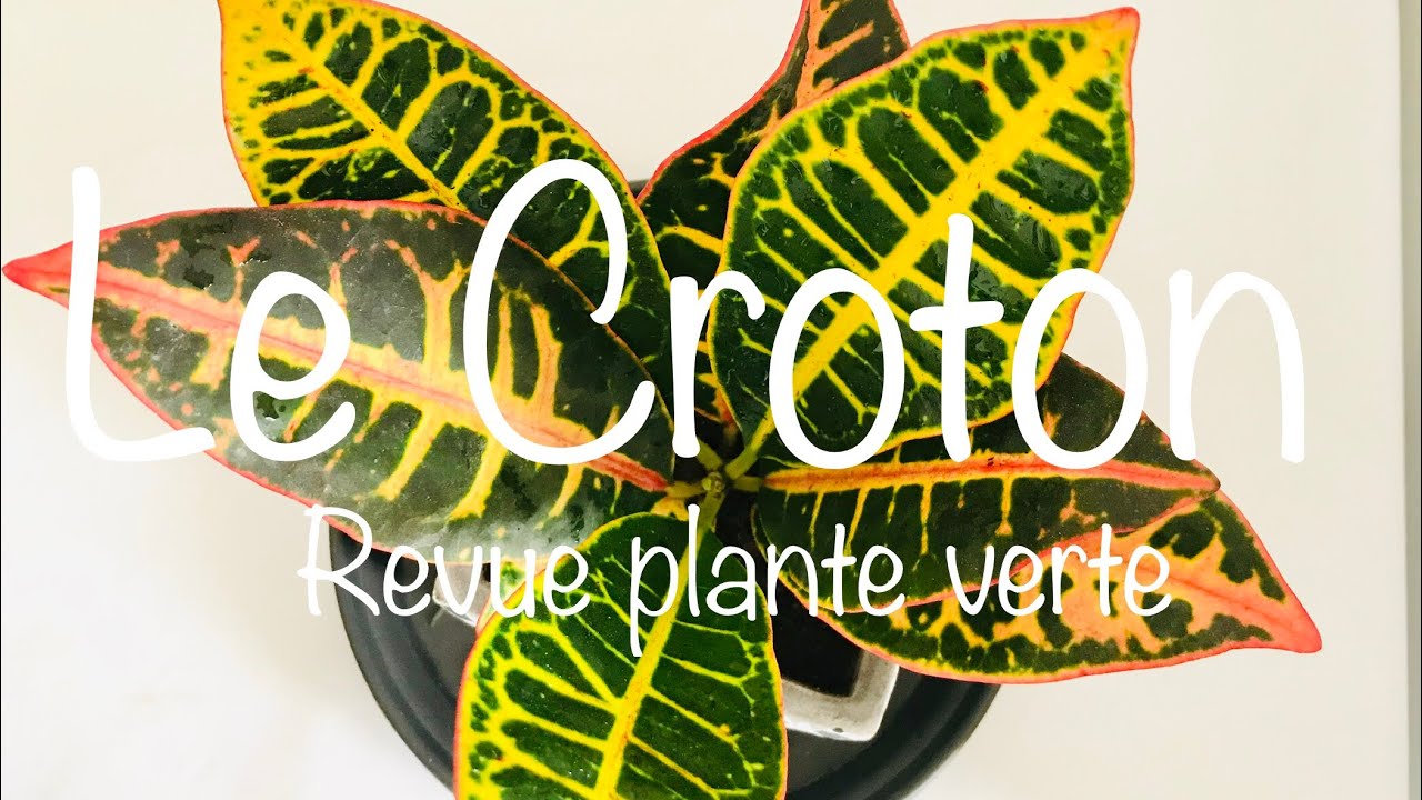 🌿Le Croton 🌿Codiaeum Variegatum : Mes conseils d'entretien et Rempotage 🌿🌿| PLANTE D’INTÉRIEUR
