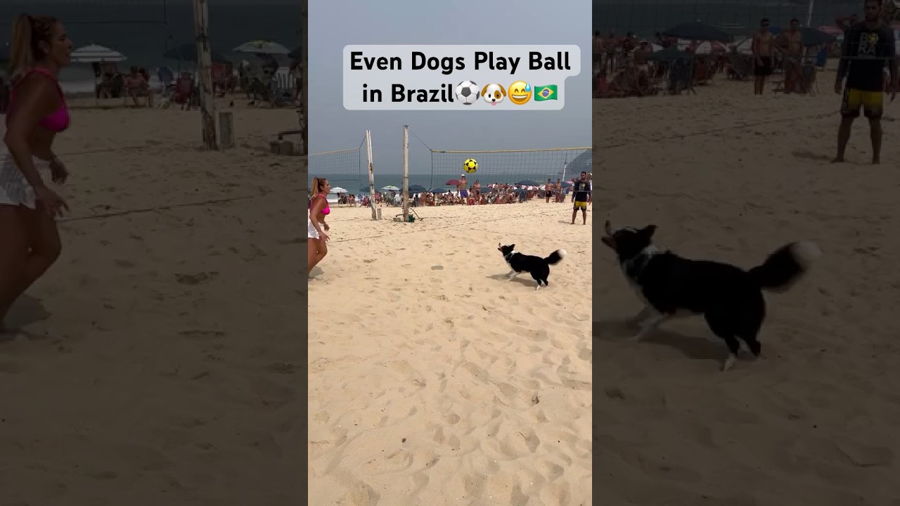 Dog Plays Ball in Brazil ⚽️ #soccer #dog #doglover #dogs #football #footballshorts