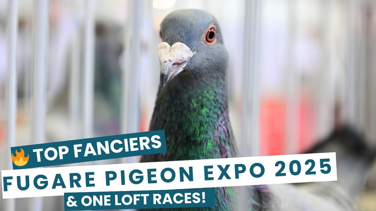Fugare racing  Pigeon Expo – The Ultimate Racing Pigeon Event!