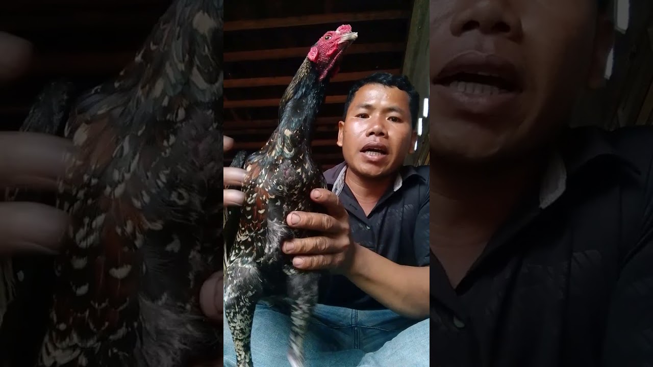 ភូមាឡេលាមាឡធំលក់0972195410