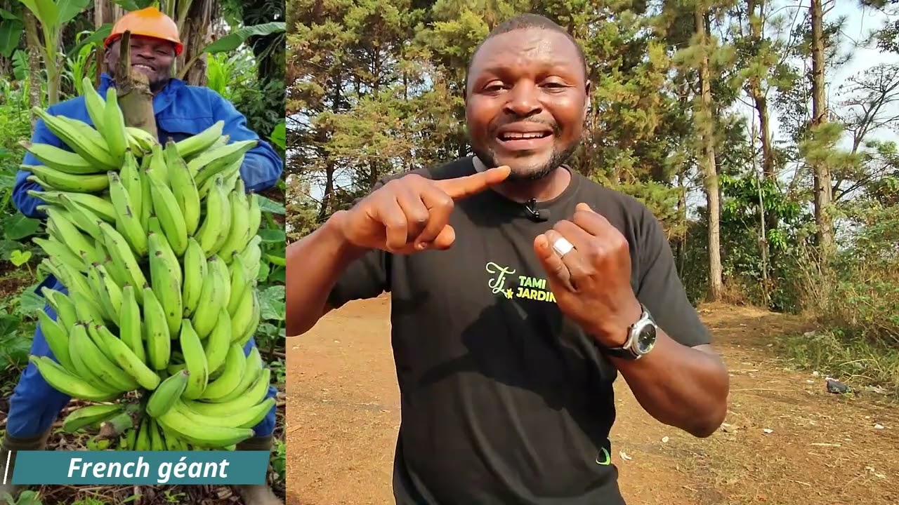 Il vient de perdre plus de 60 millions dans la production de la Banane plantain