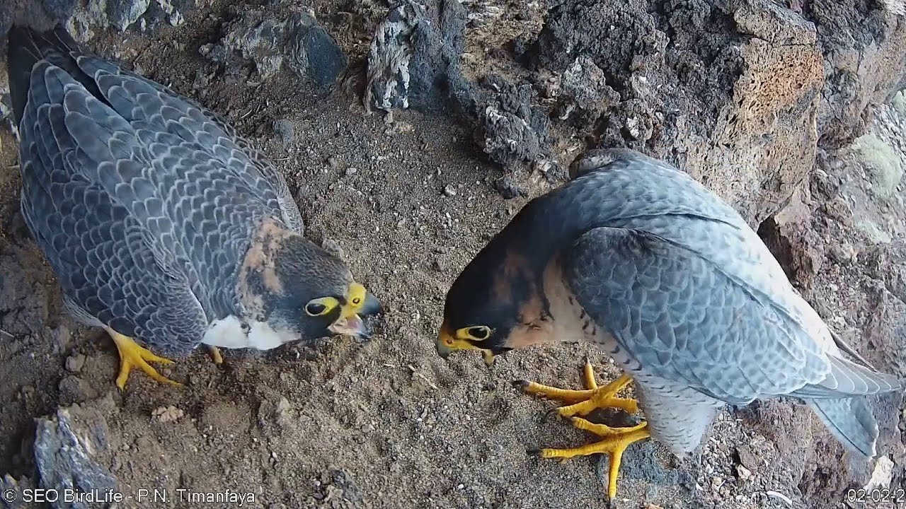 PAREJA EN EL NIDO - Halcón tagarote - P. N. Timanfaya, Lanzarote, Canarias, España.