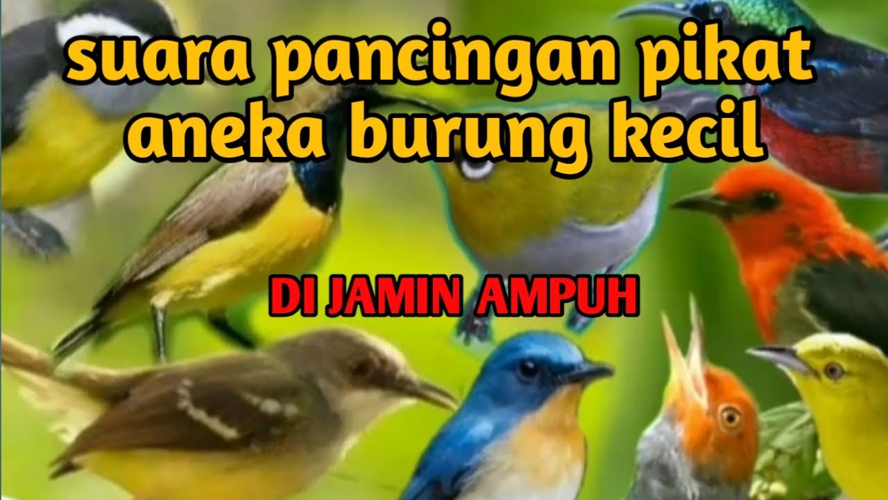 Di Jamin Ampuh..!! Pancingan Suara Pikat Burung Kecil Durasi Panjang