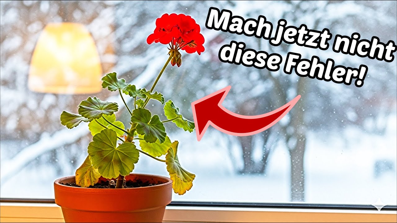 Geranien überwintern | Diese typischen Fehler solltest du jetzt unbedingt vermeiden!