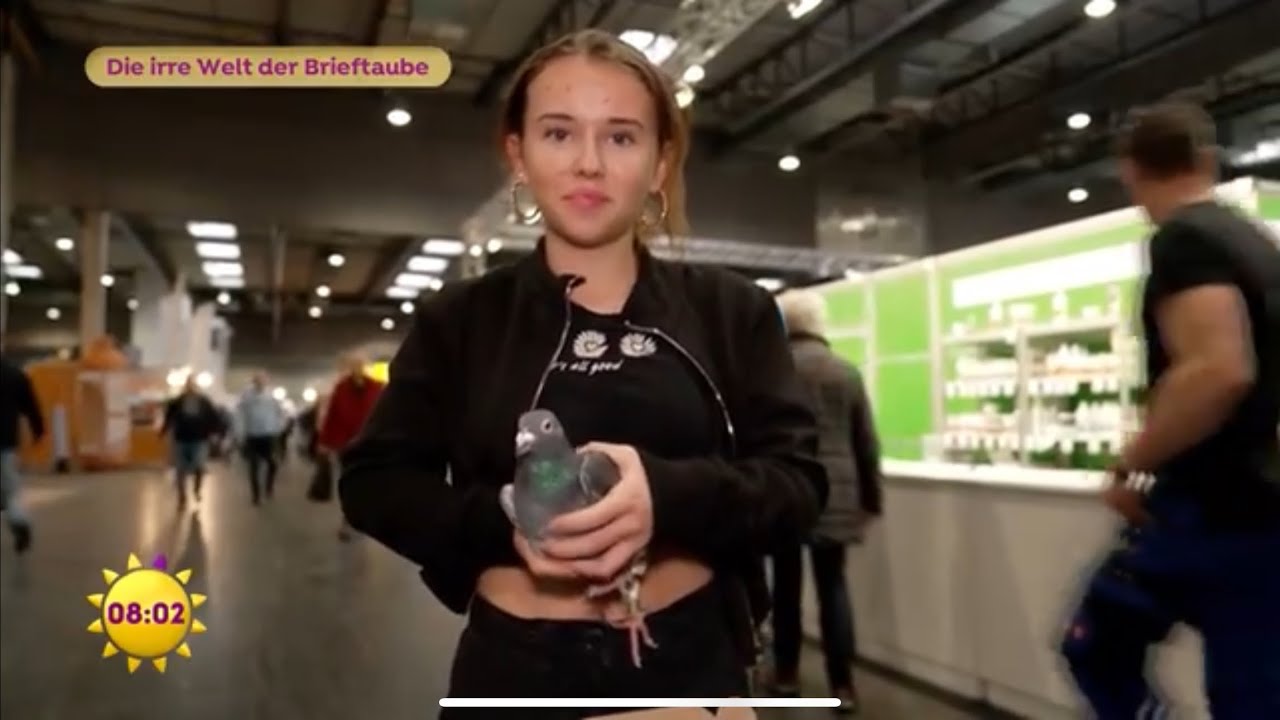 Die ungewöhnliche Irre Welt der Brieftauben / Pigeon / Gołębie