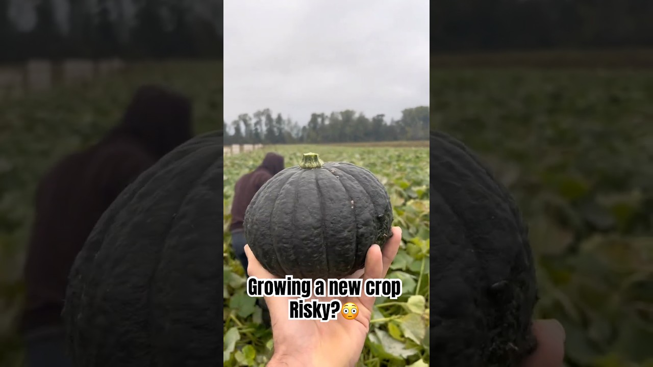 Will this crop fail?? #agriculture