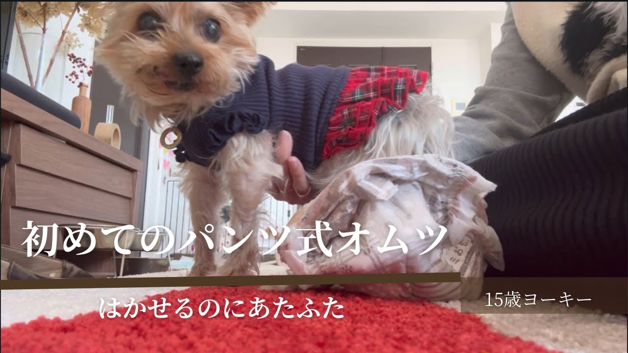 【ヨーキー】15歳になってからの日々　はかせるオムツを試してみたら？50代夫婦と暮らすヨーキー　#dog