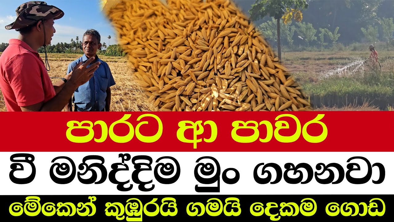 පාරට ආ පාවර | වී මනිද්දිම මුං ගහනවා | මේකෙන් කුඹුරයි ගමයි දෙකම ගොඩ