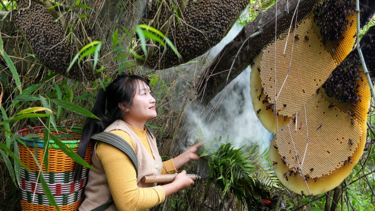Look for strange tubers to sell | Meet the giant beehive, how to catch bees & cook a delicious meal.