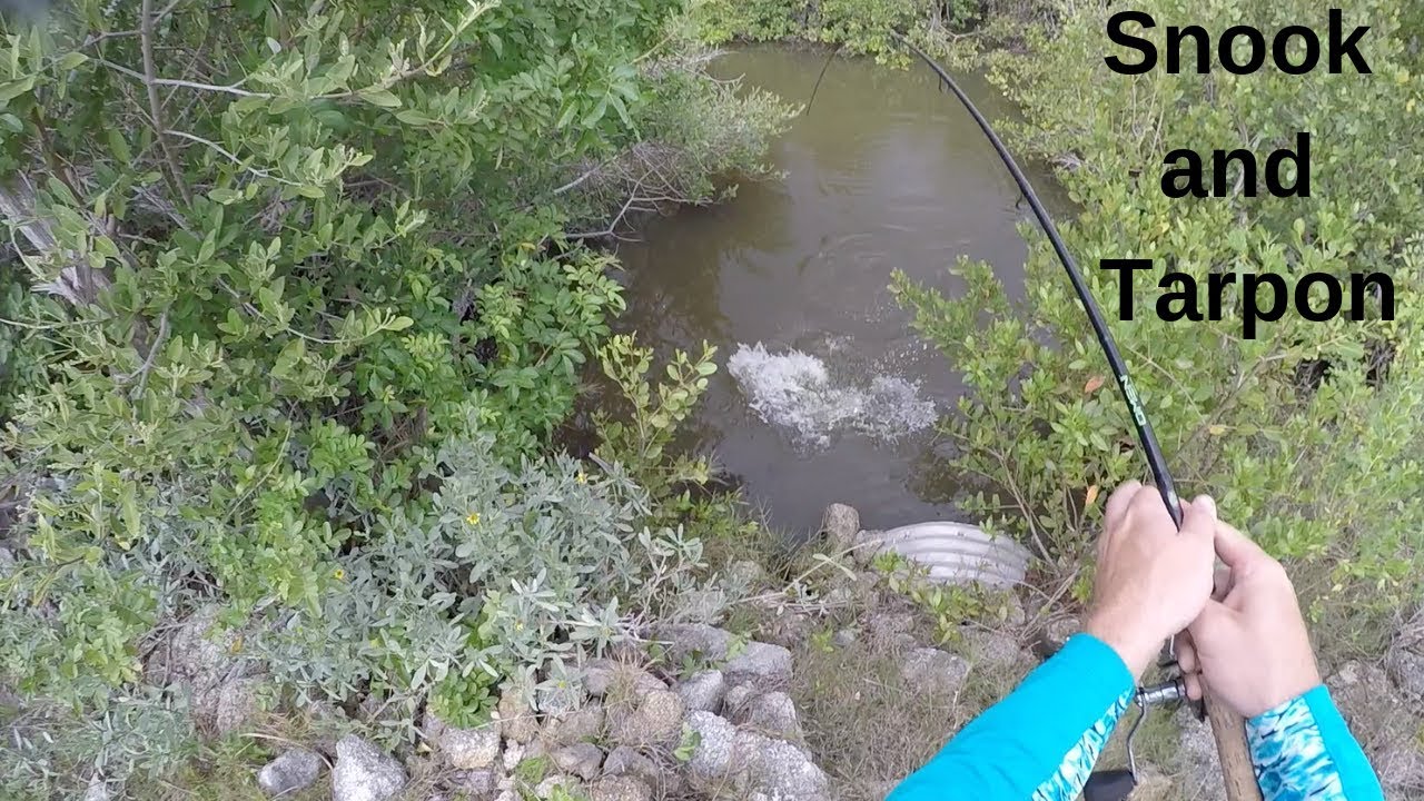 Backwater Summertime Snook and Tarpon Fishing and Tarpon Lures