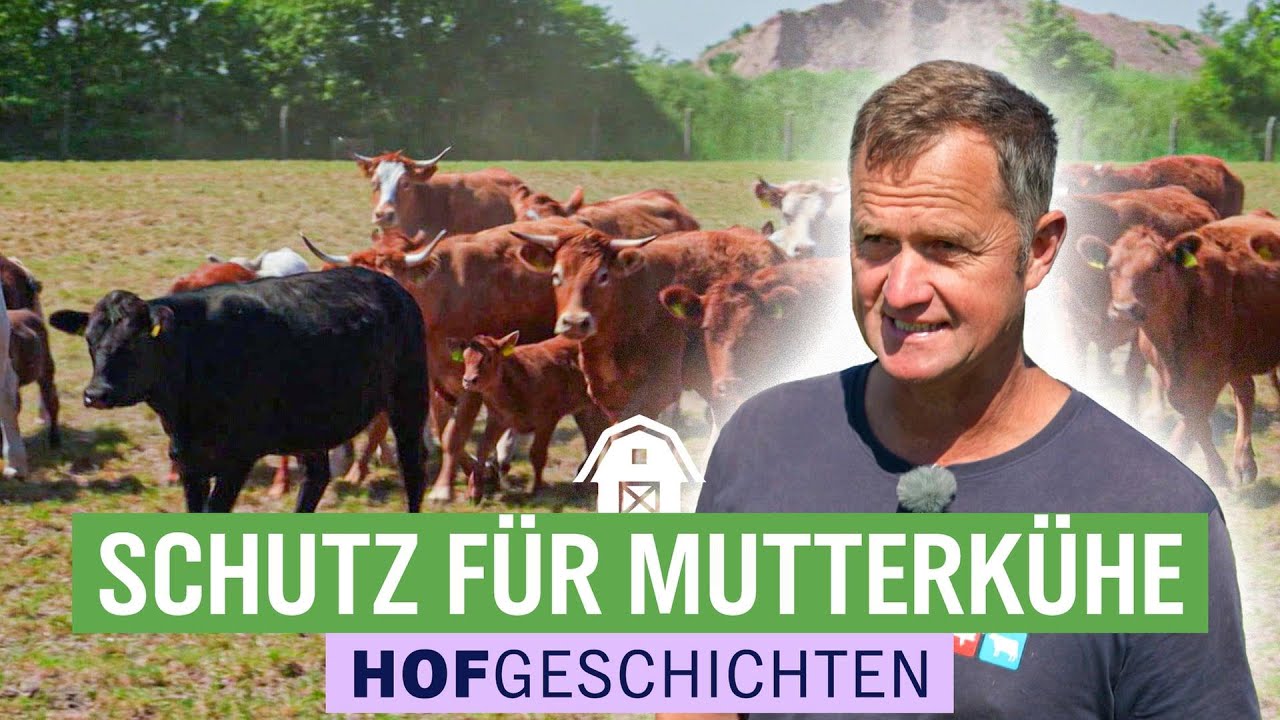 Die größeren Kälber werden getrennt | Hofgeschichten: Leben auf dem Land (284) | NDR