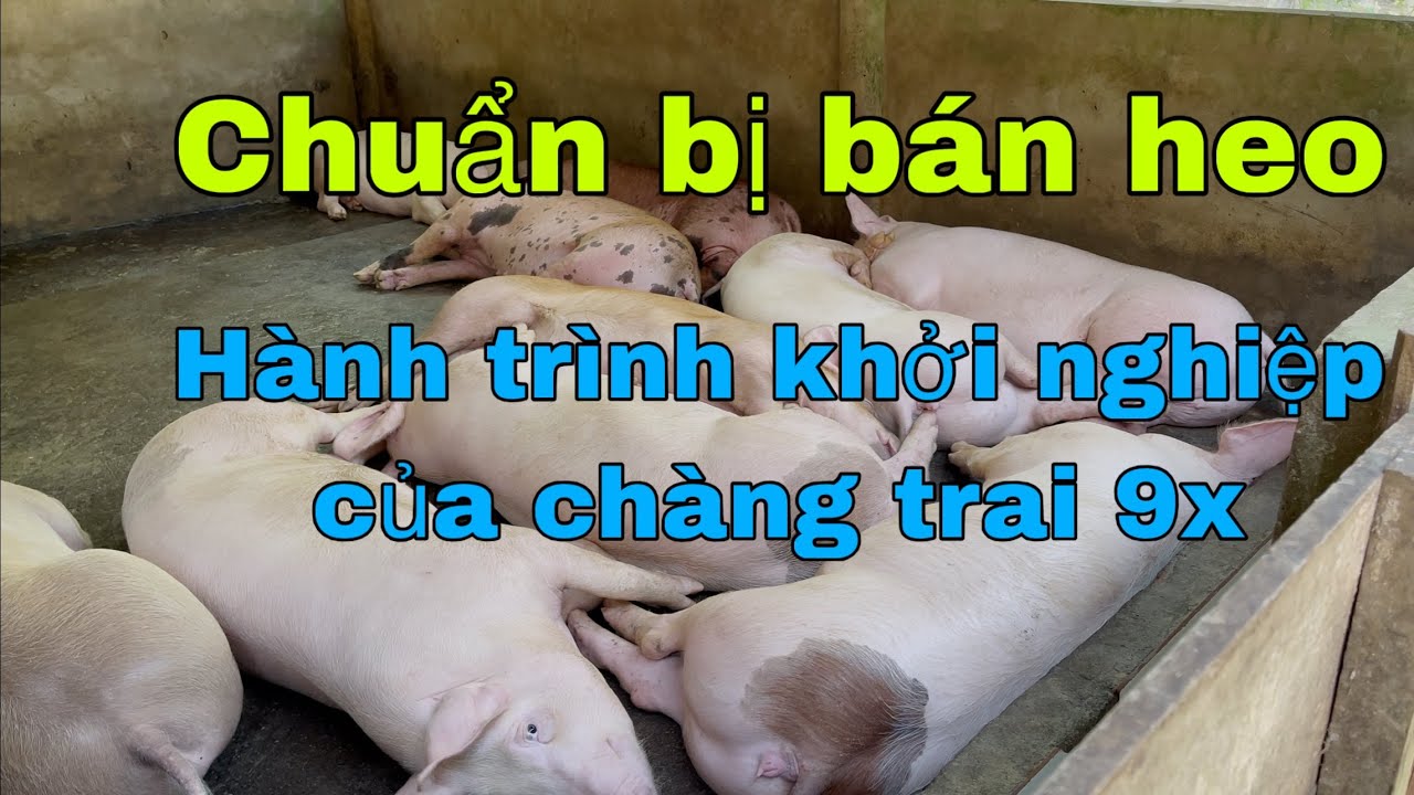 Chuẩn bị xuất bán một bầy heo hành trình khởi nghiệp nghề nuôi heo của chàng trai 9x