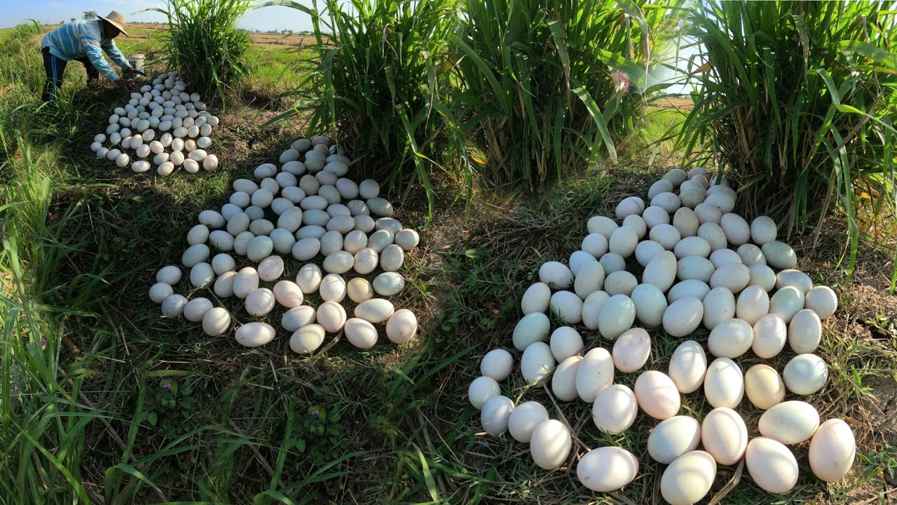 WOW WOW  ! Picking duck eggs in the rice fields near Phum is plentiful.