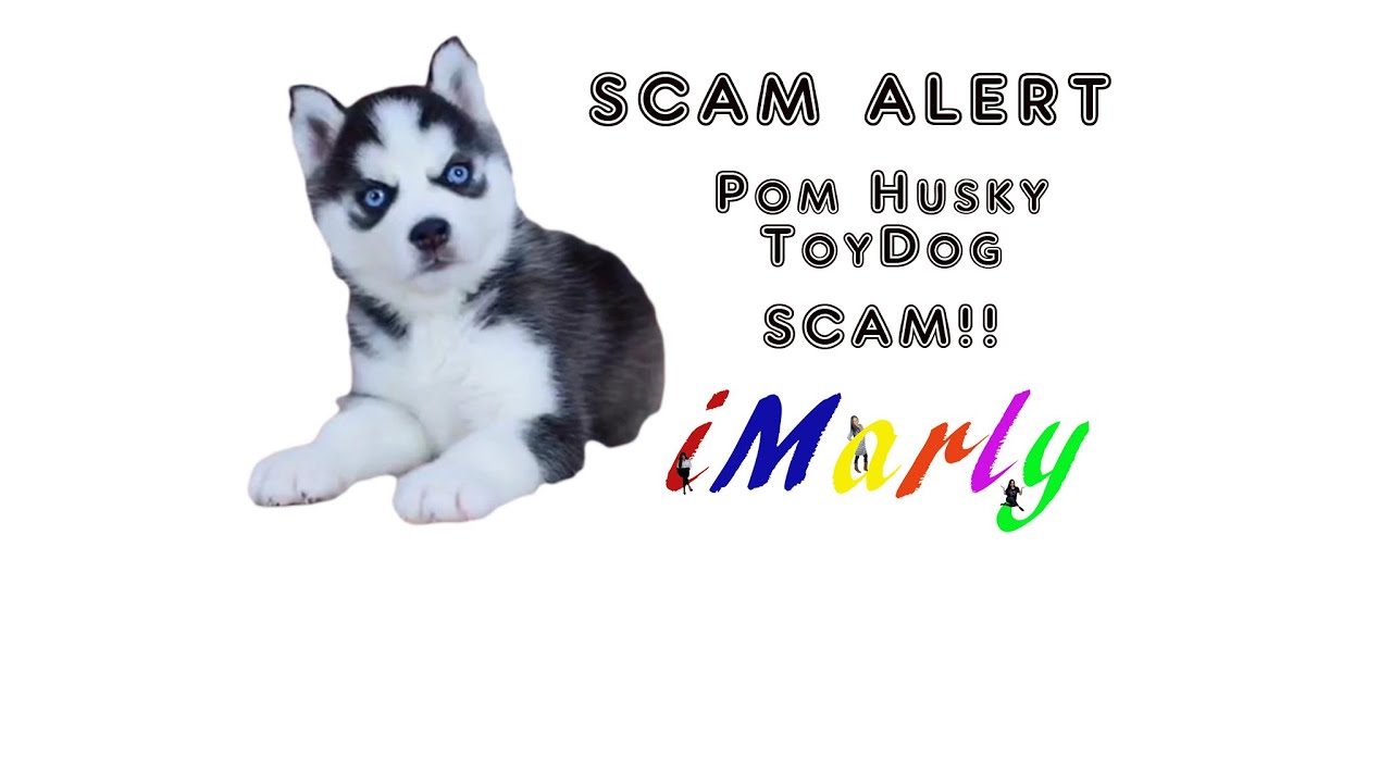 Realistic Pom Husky Toy Dog Scam