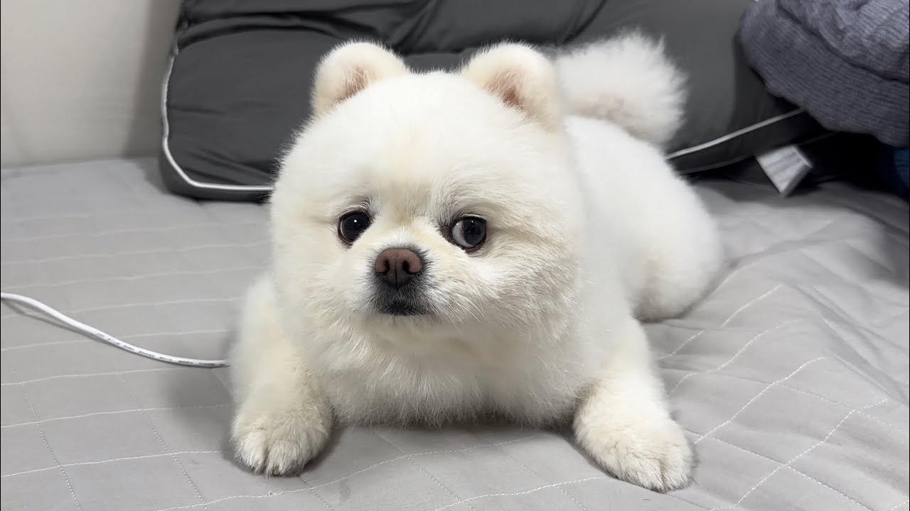 안만져 준다고 째려보고 서운해 하는 강아지ㅠㅠ