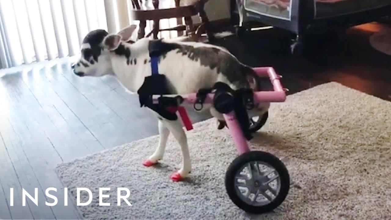 Disabled Mini Cow Can Walk For The First Time With Adjustable Wheelchair