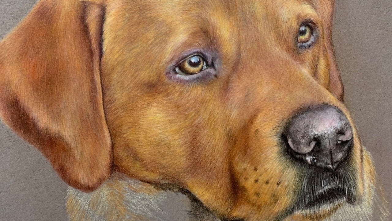 Drawing Fox Red Labrador Live with coloured pencils