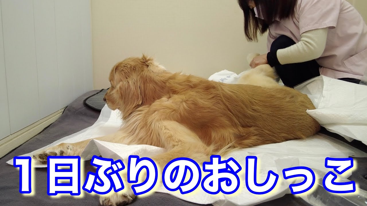 24時間ぶりにおしっこは出たけどうんちが、、、食欲もあまり無く心配だった１日。【メイプル闘病記#168】