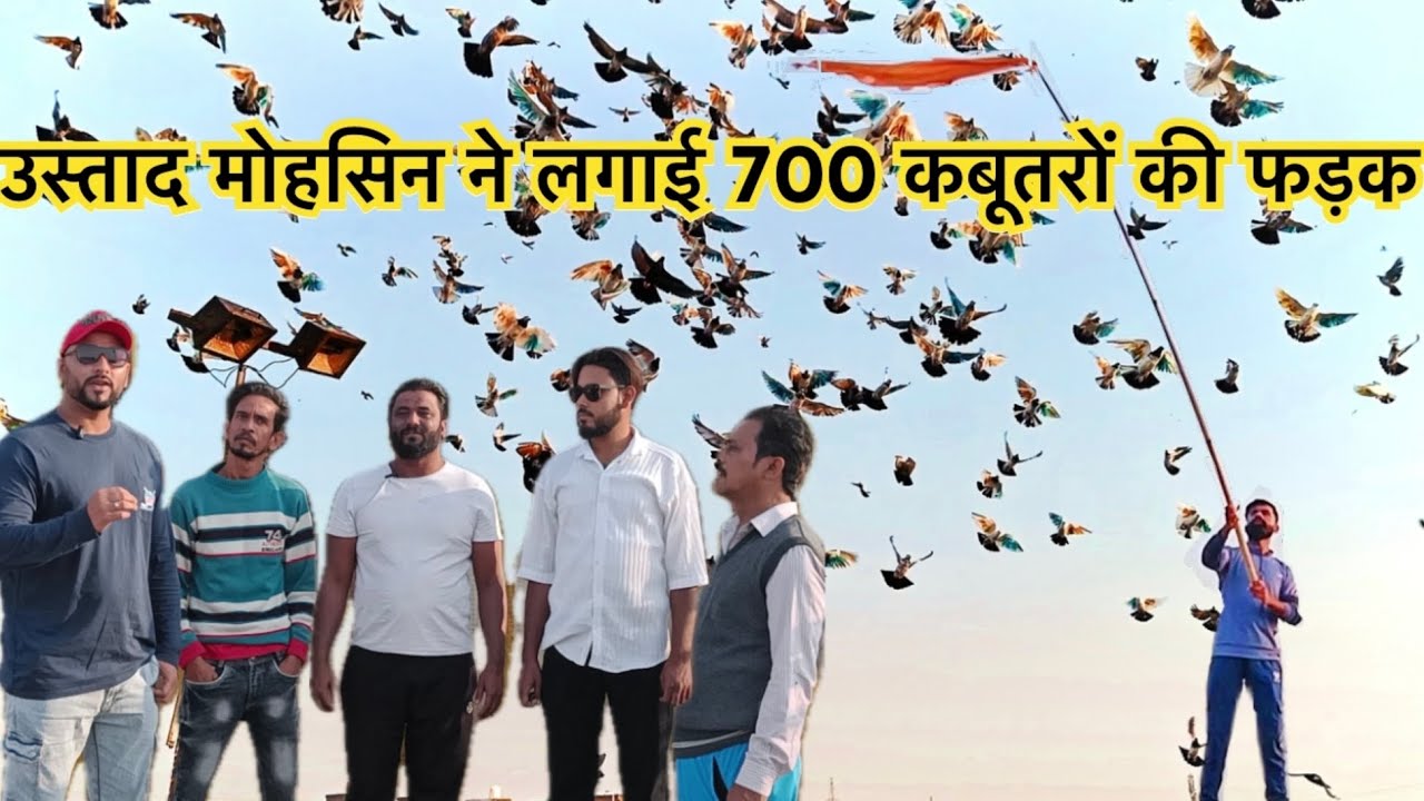 700 कबूतर की फड़क लगाई उस्ताद मोहसिन ने | 501 Kabootar Udan ki tayyari | Pigeon | Tonk Pigeon Club