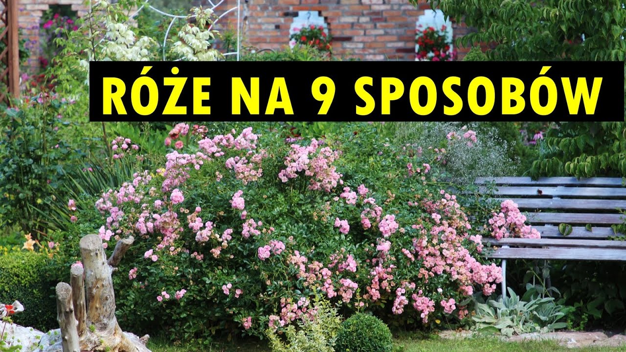 RÓŻE W OGRODZIE, czyli jakie są rodzaje róż i czym się różnią?