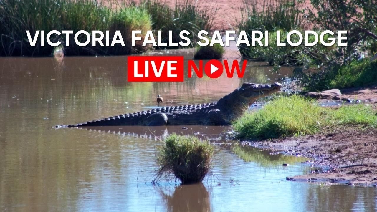 Victoria Falls Safari Lodge | Live Waterhole Cam - Elephants, Buffalo & More | Zimbabwe