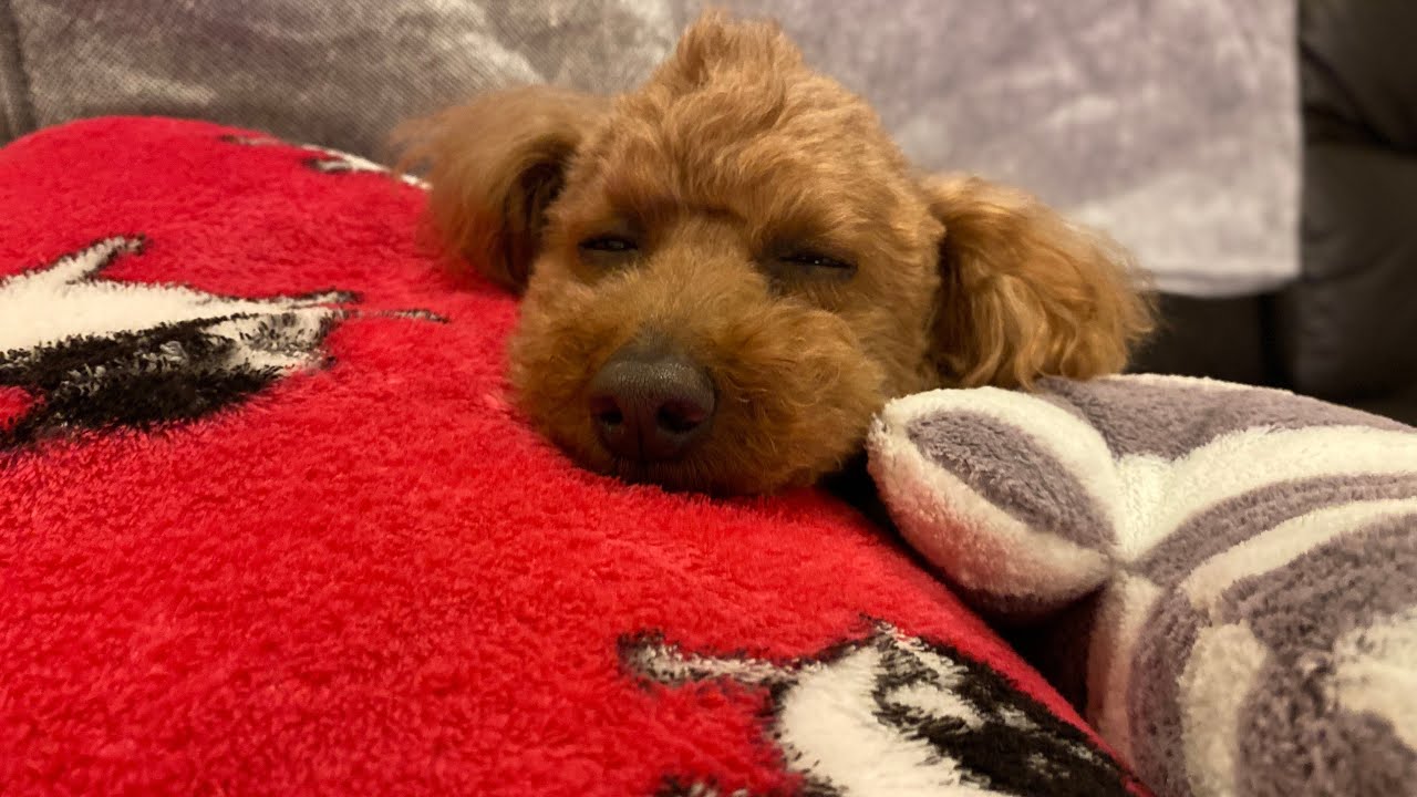 【トイプードル】愛犬が椎間板ヘルニアになったけど想像以上に大変だった。hernia