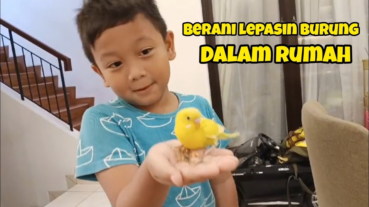 BURUNG TERBANG KEMANA-MANA DI DALAM RUMAH. #burung #burungparkit #vloganak