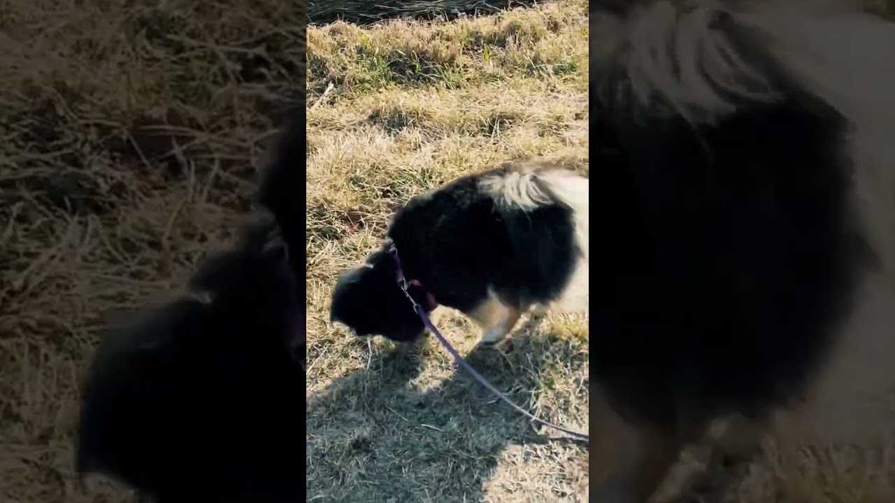 #allisonkrauss #hikingwithdog #Pomeranian